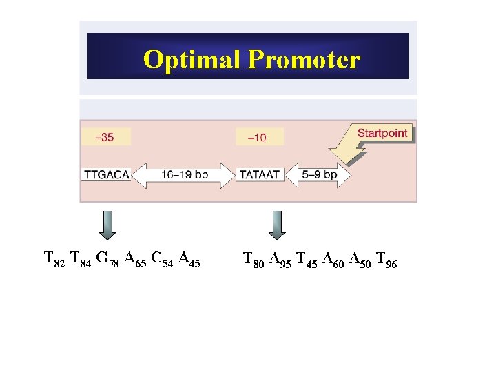 Optimal Promoter T 82 T 84 G 78 A 65 C 54 A 45 Optimal Promoter T 82 T 84 G 78 A 65 C 54 A 45