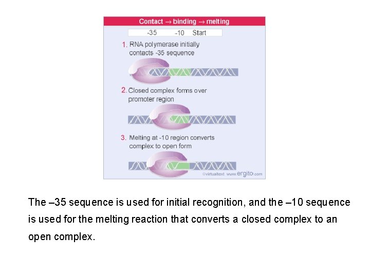 The – 35 sequence is used for initial recognition, and the – 10 sequence The – 35 sequence is used for initial recognition, and the – 10 sequence