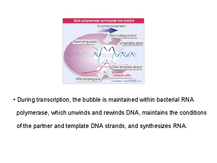 • During transcription, the bubble is maintained within bacterial RNA polymerase, which unwinds • During transcription, the bubble is maintained within bacterial RNA polymerase, which unwinds