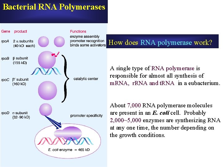 Bacterial RNA Polymerases How does RNA polymerase work? A single type of RNA polymerase Bacterial RNA Polymerases How does RNA polymerase work? A single type of RNA polymerase