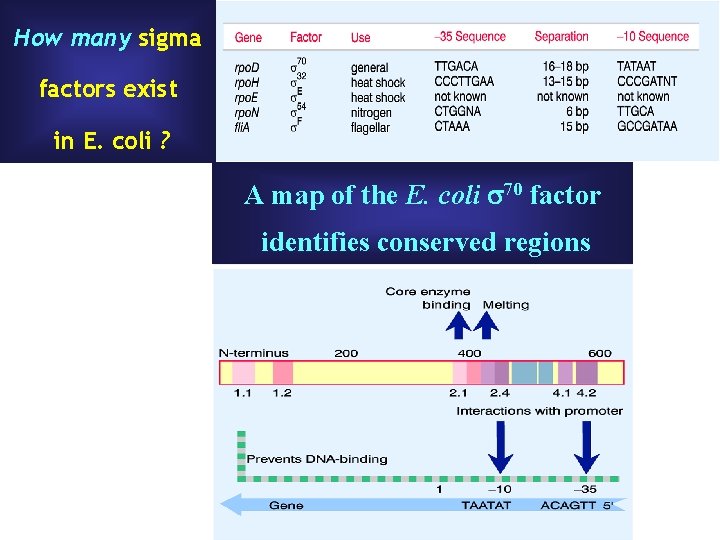 How many sigma factors exist in E. coli ? A map of the E. How many sigma factors exist in E. coli ? A map of the E.