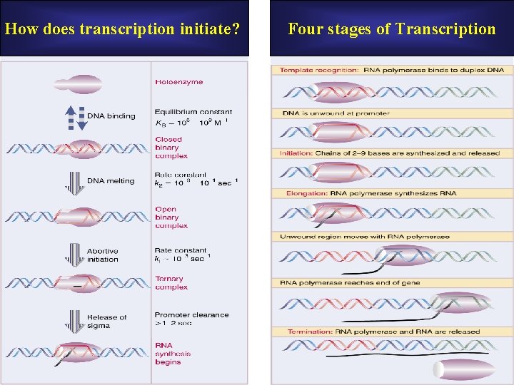 How does transcription initiate? Four stages of Transcription How does transcription initiate? Four stages of Transcription