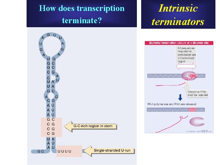 How does transcription terminate? Intrinsic terminators How does transcription terminate? Intrinsic terminators