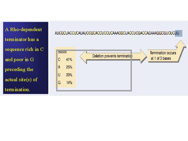 A Rho-dependent terminator has a sequence rich in C and poor in G preceding A Rho-dependent terminator has a sequence rich in C and poor in G preceding