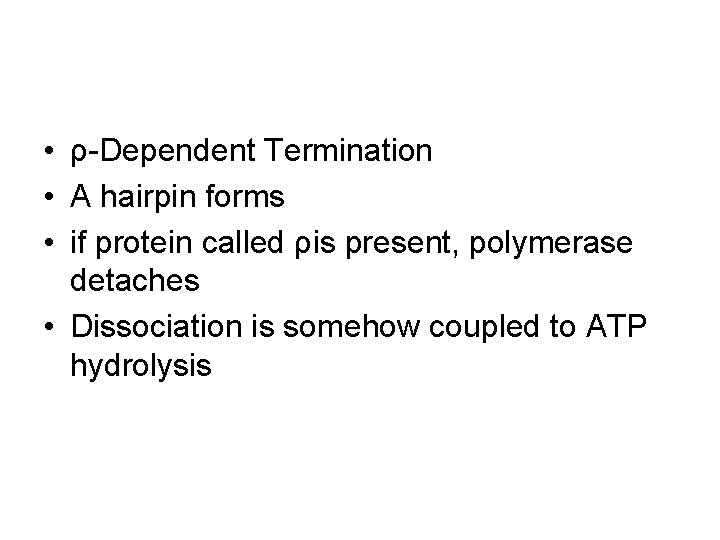 • ρ-Dependent Termination • A hairpin forms • if protein called ρis present, • ρ-Dependent Termination • A hairpin forms • if protein called ρis present,