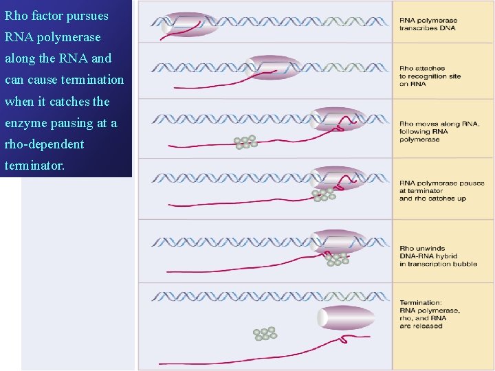 Rho factor pursues RNA polymerase along the RNA and can cause termination when it Rho factor pursues RNA polymerase along the RNA and can cause termination when it
