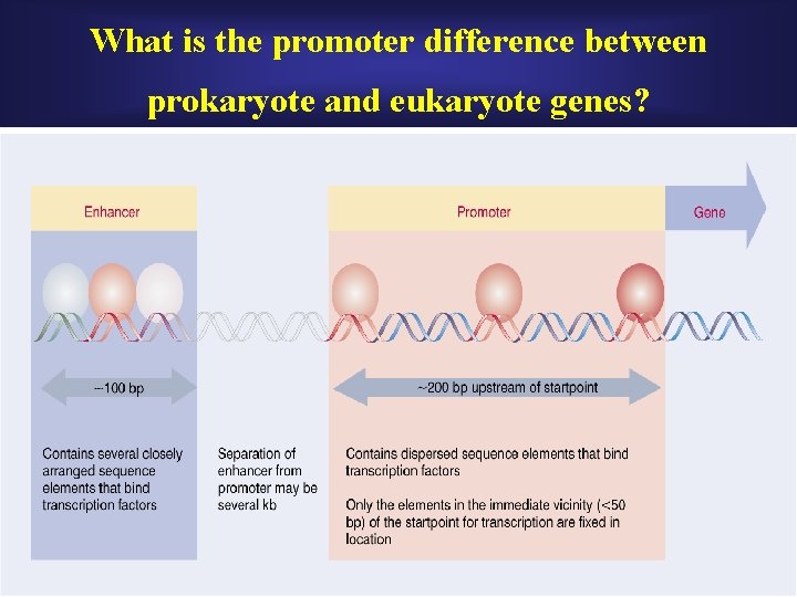 What is the promoter difference between prokaryote and eukaryote genes? What is the promoter difference between prokaryote and eukaryote genes?