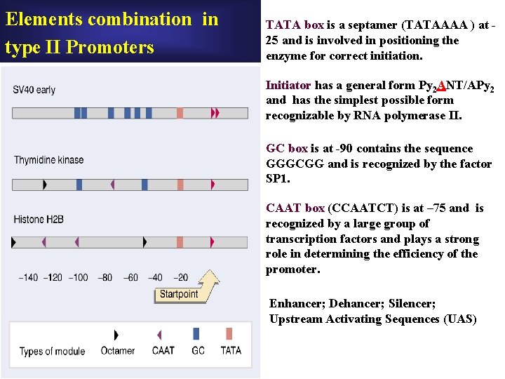 Elements combination in type II Promoters TATA box is a septamer (TATAAAA ) at Elements combination in type II Promoters TATA box is a septamer (TATAAAA ) at