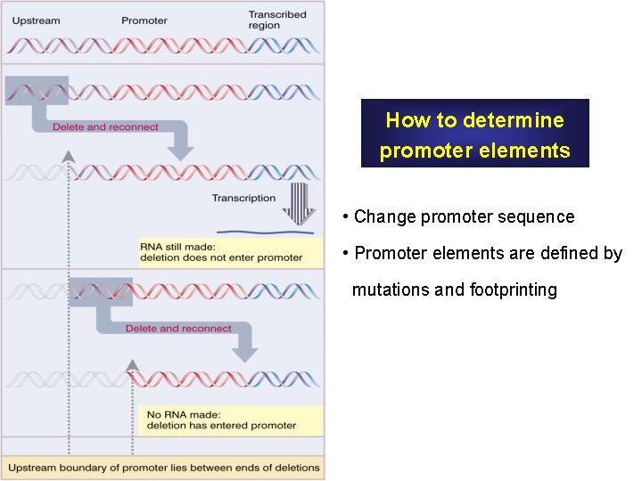 How to determine promoter elements • Change promoter sequence • Promoter elements are defined How to determine promoter elements • Change promoter sequence • Promoter elements are defined