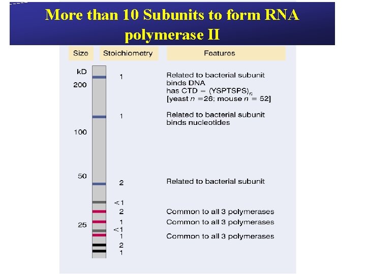 More than 10 Subunits to form RNA polymerase II More than 10 Subunits to form RNA polymerase II