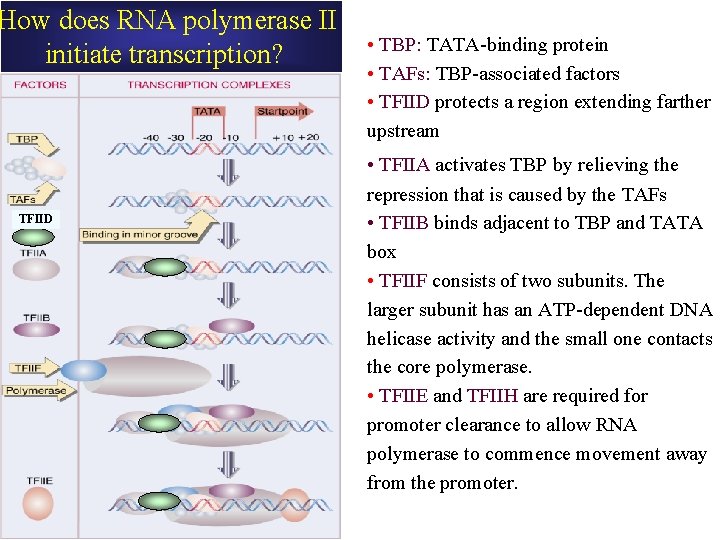 How does RNA polymerase II initiate transcription? TFIID • TBP: TATA-binding protein • TAFs: How does RNA polymerase II initiate transcription? TFIID • TBP: TATA-binding protein • TAFs:
