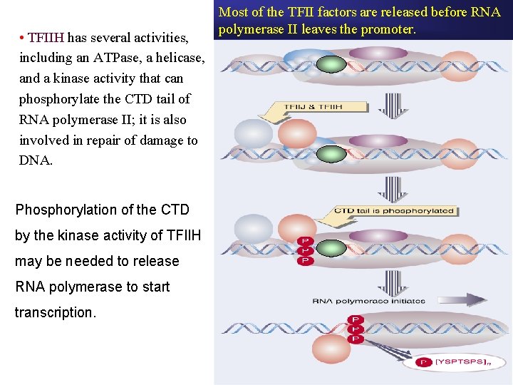 • TFIIH has several activities, including an ATPase, a helicase, and a kinase • TFIIH has several activities, including an ATPase, a helicase, and a kinase