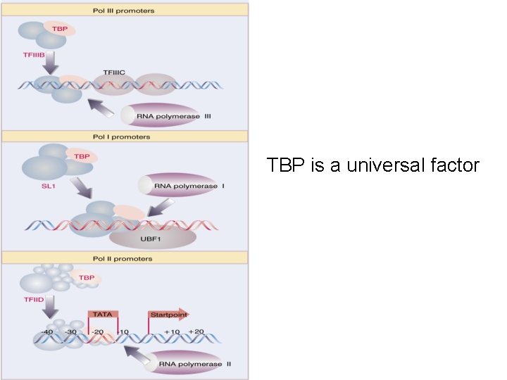 TBP is a universal factor TBP is a universal factor