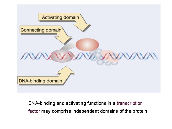 DNA-binding and activating functions in a transcription factor may comprise independent domains of the DNA-binding and activating functions in a transcription factor may comprise independent domains of the