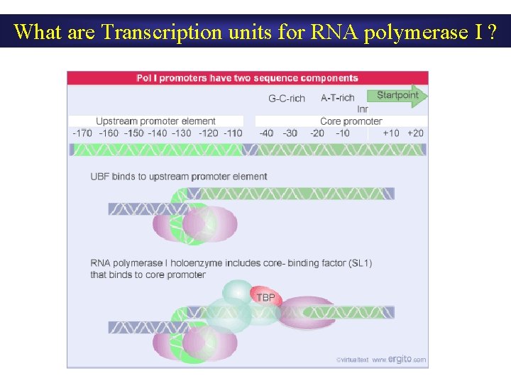 What are Transcription units for RNA polymerase I ? What are Transcription units for RNA polymerase I ?