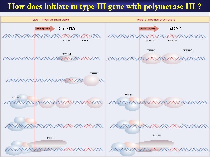 How does initiate in type III gene with polymerase III ? 5 S RNA How does initiate in type III gene with polymerase III ? 5 S RNA