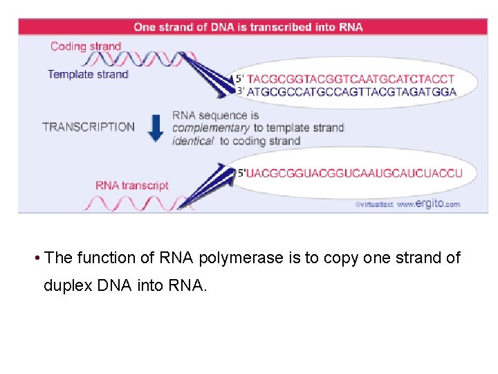 • The function of RNA polymerase is to copy one strand of duplex • The function of RNA polymerase is to copy one strand of duplex