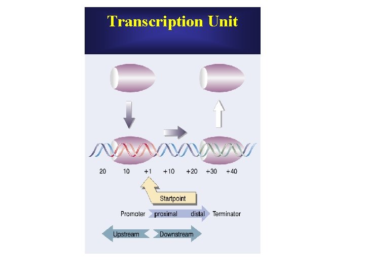 Transcription Unit Transcription Unit