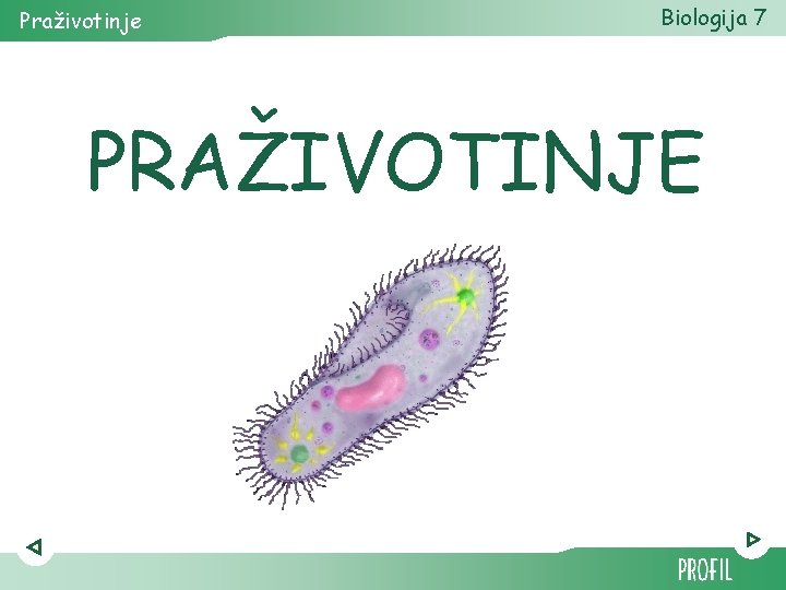 Praživotinje Biologija 7 PRAŽIVOTINJE 