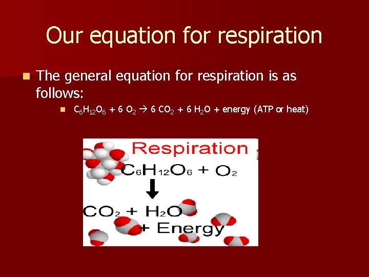 Our equation for respiration n The general equation for respiration is as follows: n