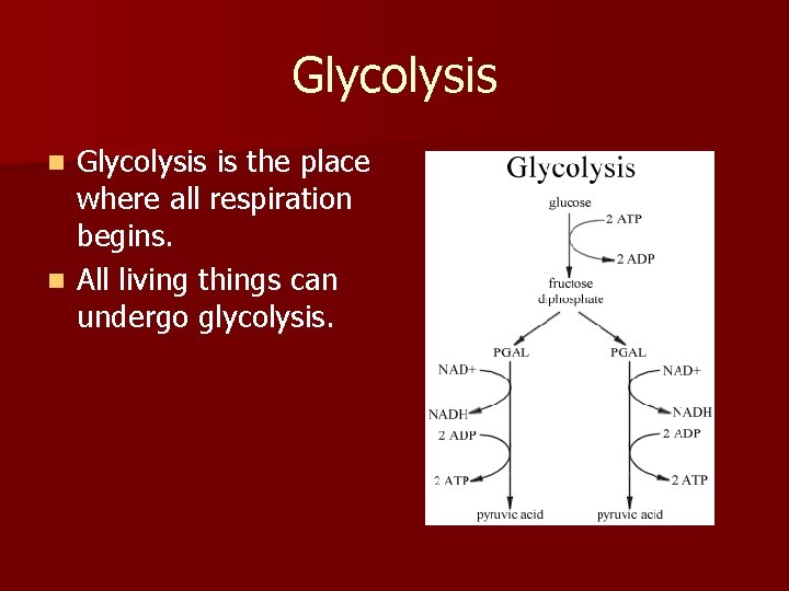 Glycolysis is the place where all respiration begins. n All living things can undergo Glycolysis is the place where all respiration begins. n All living things can undergo
