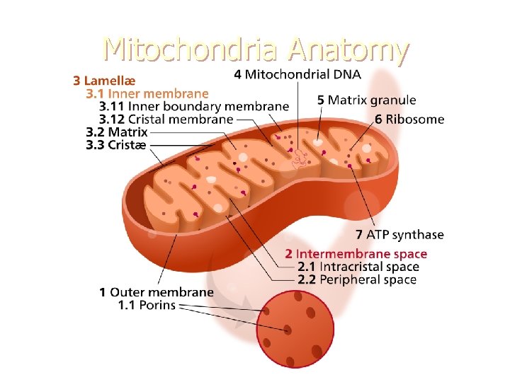 Mitochondria Anatomy 