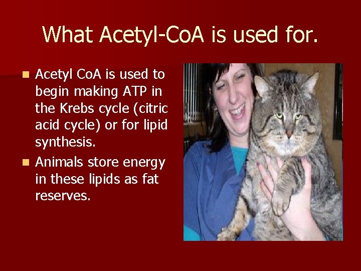 What Acetyl-Co. A is used for. Acetyl Co. A is used to begin making What Acetyl-Co. A is used for. Acetyl Co. A is used to begin making