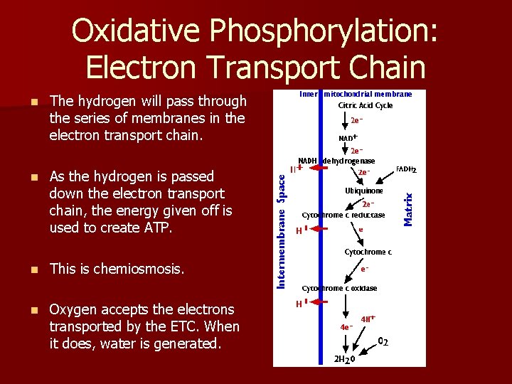 Oxidative Phosphorylation: Electron Transport Chain n The hydrogen will pass through the series of Oxidative Phosphorylation: Electron Transport Chain n The hydrogen will pass through the series of