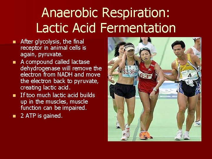 Anaerobic Respiration: Lactic Acid Fermentation n n After glycolysis, the final receptor in animal