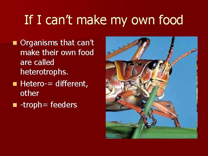 If I can’t make my own food Organisms that can’t make their own food If I can’t make my own food Organisms that can’t make their own food