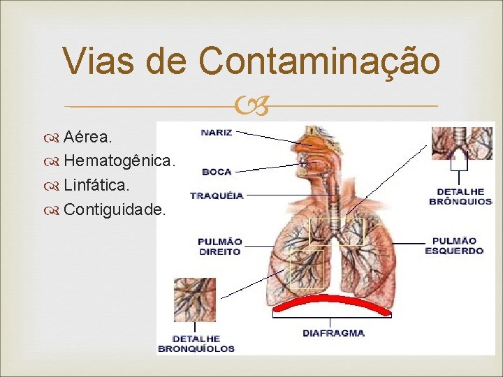 Vias de Contaminação Aérea. Hematogênica. Linfática. Contiguidade. 