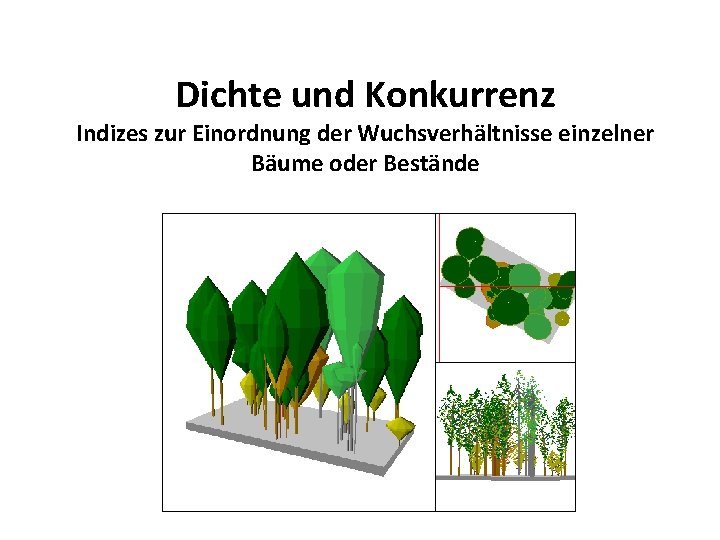 Dichte und Konkurrenz Indizes zur Einordnung der Wuchsverhältnisse einzelner Bäume oder Bestände 