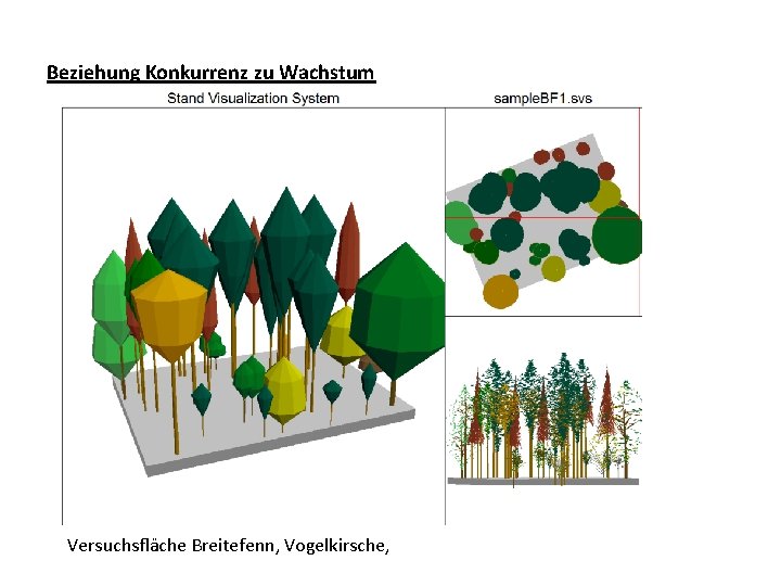 Beziehung Konkurrenz zu Wachstum Versuchsfläche Breitefenn, Vogelkirsche, 