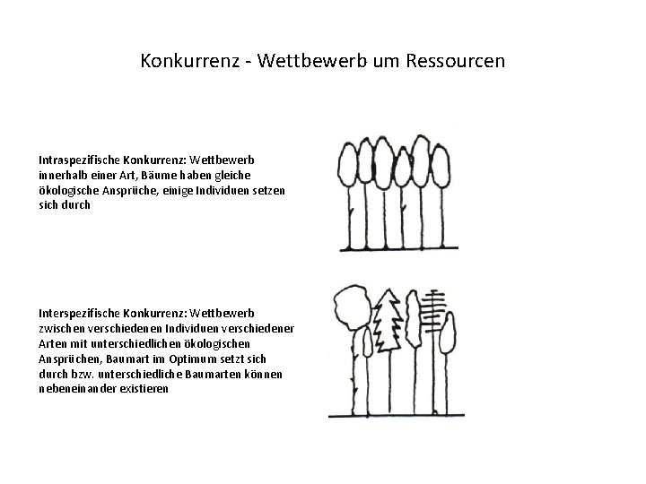 Konkurrenz - Wettbewerb um Ressourcen Intraspezifische Konkurrenz: Wettbewerb innerhalb einer Art, Bäume haben gleiche