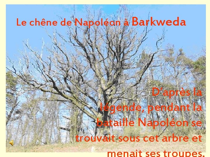 Le chêne de Napoléon à Barkweda D’après la légende, pendant la bataille Napoléon se
