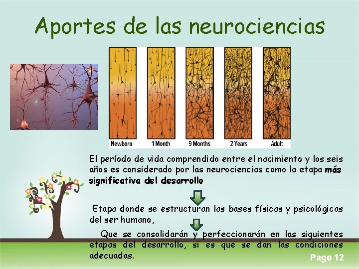 Aportes de las neurociencias El período de vida comprendido entre el nacimiento y los