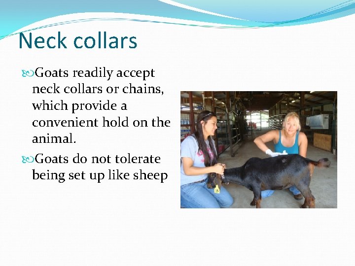 Neck collars Goats readily accept neck collars or chains, which provide a convenient hold