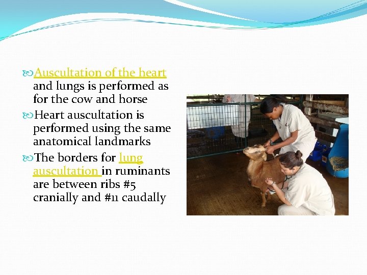  Auscultation of the heart and lungs is performed as for the cow and