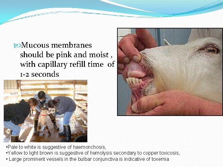  Mucous membranes should be pink and moist , with capillary refill time of