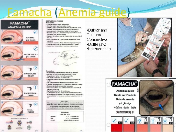 Famacha (Anemia guide) • Bulbar and Palpebral Conjunctiva • Bottle jaw: • haemonchus 