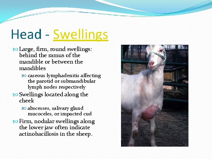 Head - Swellings Large, firm, round swellings: behind the ramus of the mandible or