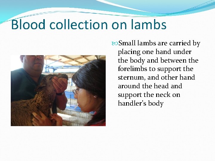 Blood collection on lambs Small lambs are carried by placing one hand under the