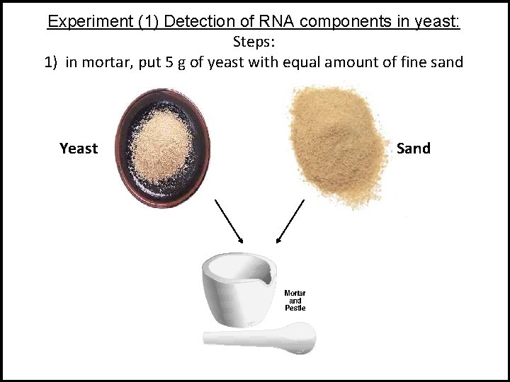 Experiment (1) Detection of RNA components in yeast: Steps: 1) in mortar, put 5