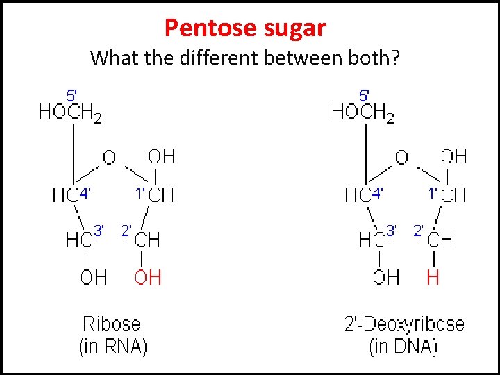 Pentose sugar What the different between both? 