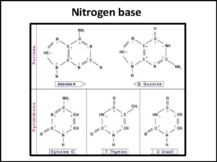 Nitrogen base 