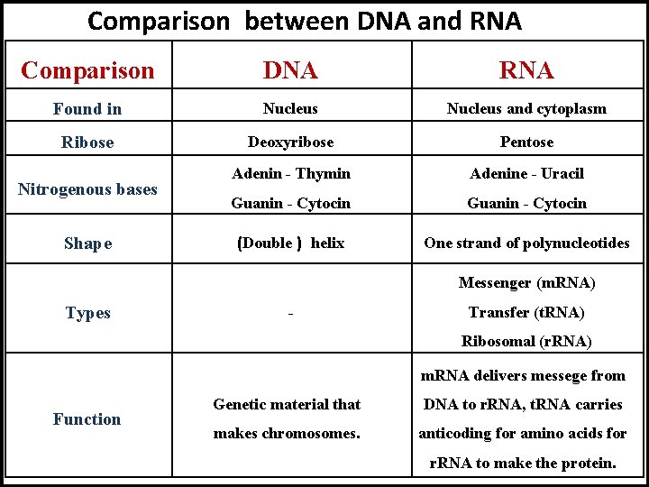 Comparison between DNA and RNA Comparison DNA RNA Found in Nucleus and cytoplasm Ribose