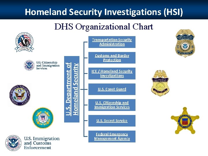 Homeland Security Investigations (HSI) DHS Organizational Chart Transportation Security Administration U. S. Department of