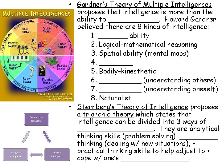 • Gardner’s Theory of Multiple Intelligences proposes that intelligence is more than the • Gardner’s Theory of Multiple Intelligences proposes that intelligence is more than the