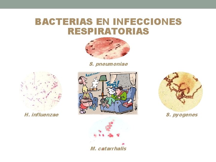 BACTERIAS EN INFECCIONES RESPIRATORIAS S. pneumoniae H. influenzae S. pyogenes M. catarrhalis 