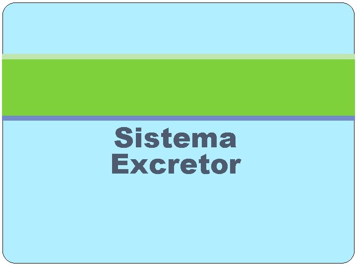 Sistema Excretor 